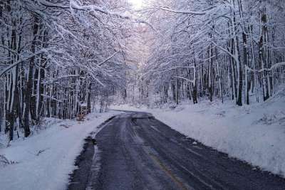 树木 森林 冬天 雪 季节 小路 旅行 风景秀丽的 户外 阴霾