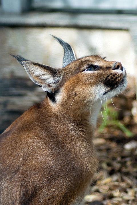 沙漠猞猁 狞猫 狞狞 Kalaharia 大猫 猫 野猫 动物