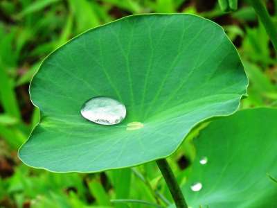 荷叶 水滴 莲花 水 绿色 叶子 自然 降低 有天赋的人 池塘