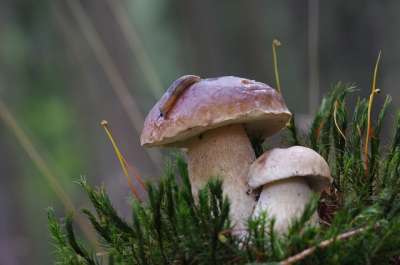 蘑菇 蜗牛 森林 光 苔藓 夏天 蘑菇搜索 自然