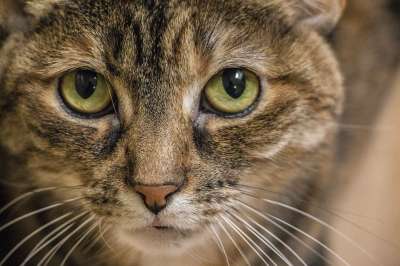 猫 宠物 动物 国内的 猫科动物 印花布猫 哺乳动物 条纹猫