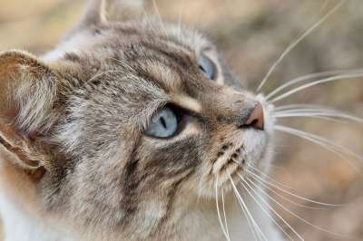 猫 猫蓝色的眼睛 胡子的猫 蓝色眼睛的猫 可爱的 基蒂 同谋