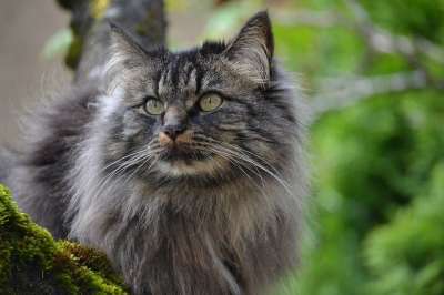猫 小猫 树 野人 动物 毛茸茸