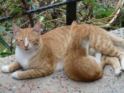 猫 猫妈妈 猫孩子 有条纹的 红色的 动物 睡觉 放松