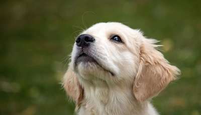 动物 狗 哺乳动物 金毛猎犬 犬类 宠物 毛皮