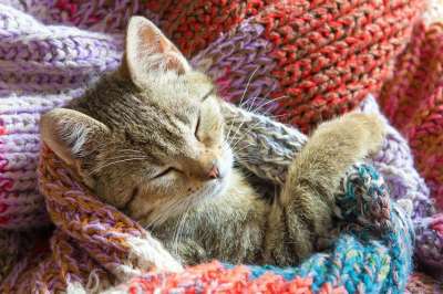 小猫 猫 猫咪 宠物 首页 梦 可爱 动物 小的 孩子