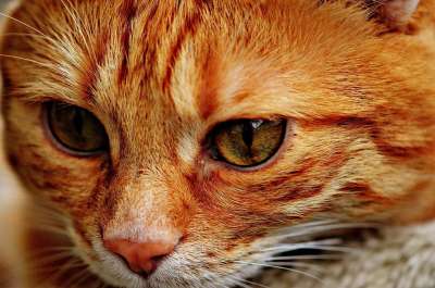 猫 宿醉 红色的 可爱的 鲭鱼 老虎 舒适 动物 家猫 毛皮