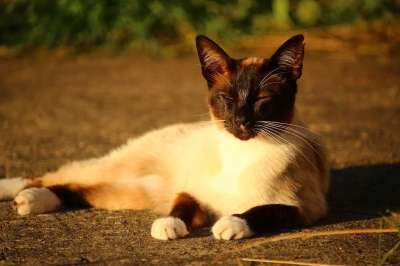 猫 暹罗 品种猫 猫肖像 暹 小猫 宿醉
