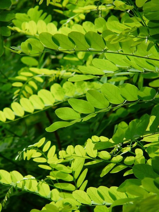 树叶 叶子 树 刺槐 假相思 分行 绿化 植物 植物群 自然