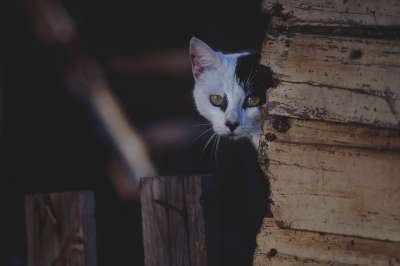 动物 猫 可爱的 猫科动物 宠物 灰猫 灰色的动物 灰色的宠物