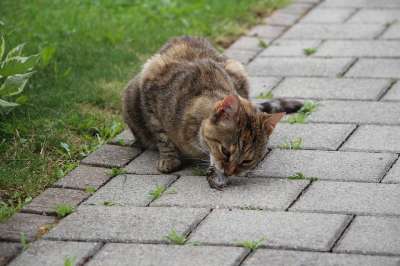 猫 动物 鼠 家畜 野生动物 老虎 吃下去 毛皮 濒危 猎人