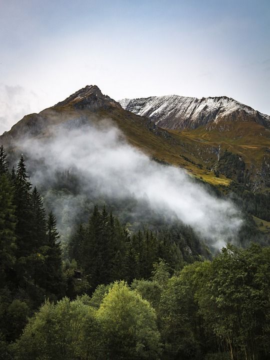 高山 山 多雾路段 树木 森林 针叶树 常绿 针叶 针叶林