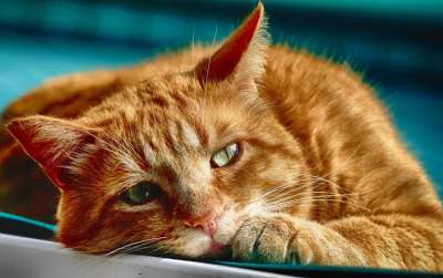 猫咪 眼睛 肖像 毛皮 猫 小猫 动物医院 动物 哺乳动物 头