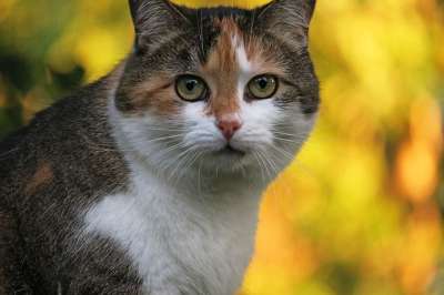 猫 幸运猫 三色