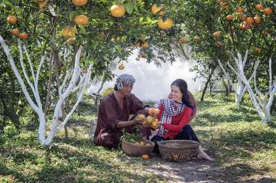 桔 果园 收获 男人 女士 爱 快乐的 收成 水果 食物