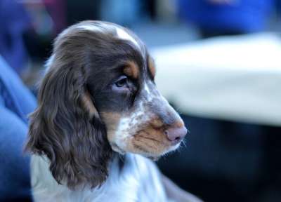小狗 Dogshow 可爱的 可爱 狗 家族树 甜 毛皮