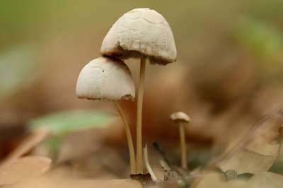 蘑菇 Mürblinge 新春霉科 叮叮当当 森林地面 蘑菇帽子
