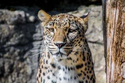 豹 波斯豹 大猫 优雅 危险的 荒野 捕食者 野生动物 动物
