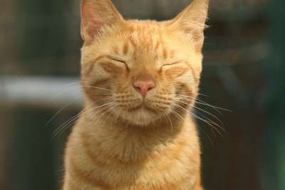 猫 脸 眼睛 肖像 光
