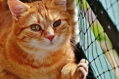 猫 宿醉 红色的 可爱的 鲭鱼 老虎 舒适 动物 家猫 毛皮