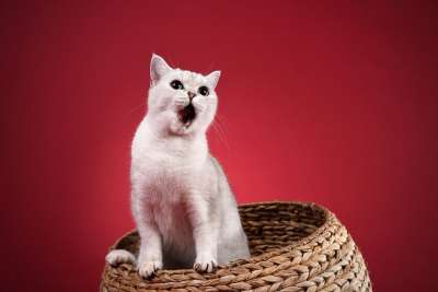 宠物 猫 英短 英短 英短 英短 英短 英短
