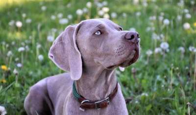 狗 犬只 家畜 鼻子 肖像 种族 朋友 动物 动物肖像 纯种