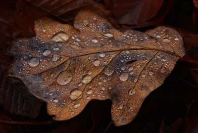 橡树叶 叶子 露滴 水的珍珠 湿的 滴 雨 静脉 芽 落下