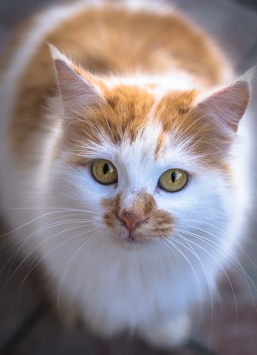 猫 在狗窝 动物 家 小猫 宠物 看 猫科动物 国内的动物