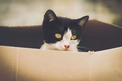 猫咪 动物医院 猫 动物 哺乳动物 可爱的 小猫 肖像 毛皮