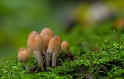 云母墨蘑菇帽 小蘑菇 蘑菇 苔藓 海绵 光盘真菌 森林蘑菇