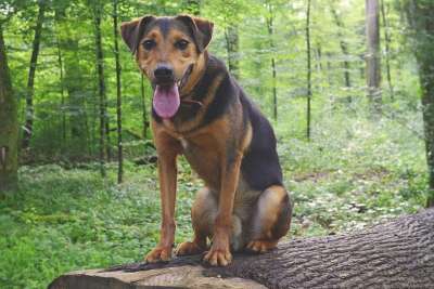 狗 杂交种 混种狗 阿彭策尔山犬 牧羊犬 友好的 喘气 粗鲁的
