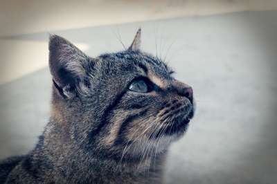 猫咪 哺乳动物 动物医院 猫 动物 老虎 毛皮 捕食者 肉食的