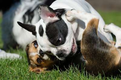 法国斗牛犬 小狗 比格犬 猎犬 打包狗 狗戏 小狗组 夏天