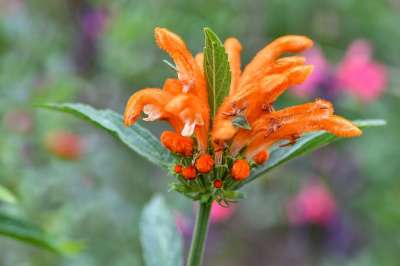 花 花瓣 芽 干 树叶 叶子 狮子花 植物 自然