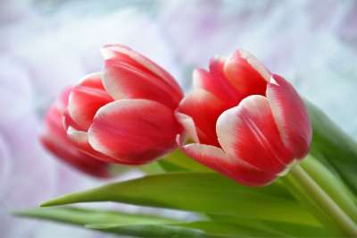花朵 郁金香 假日 春天 自然 3月8日 花卉 红色的 花瓣