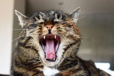 猫 鲭鱼 猫的嘴 猫牙 打哈欠 厌倦 放松 舌头