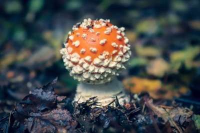 毒菌 蘑菇 森林 森林地面 点缀 红色的 白色的 毒 积分