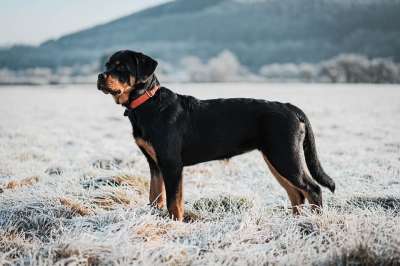 罗威纳犬 狗 雪 冬天 家畜 肖像 家庭 爱 寒冷的 冬季景观