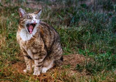 自然 动物 哺乳动物 猫 毛皮 棕色的 白色的 黑色的 灰色的