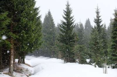 Jizerka 雪 下雪了 云杉 冬天 霜 薄片 捷克共和国