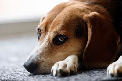 比格犬 狗 可爱的 动物 宠物 犬类 猎犬 休息 毛皮 耳朵