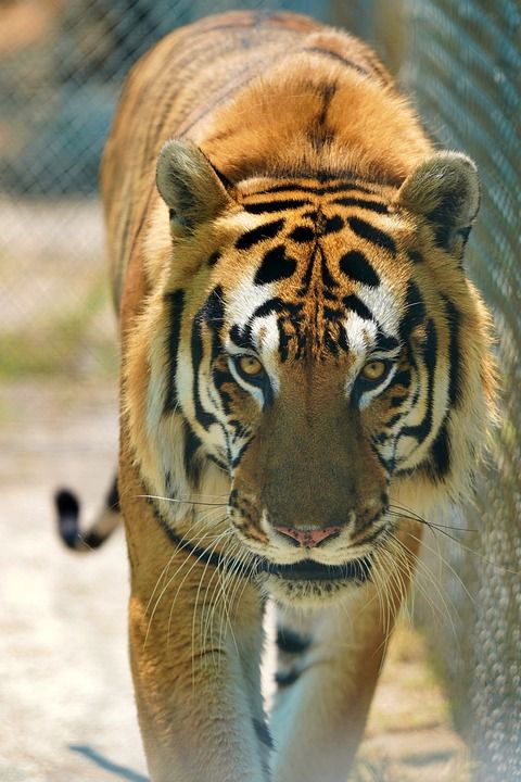老虎 手镯 猫 动物园 大猫 条纹