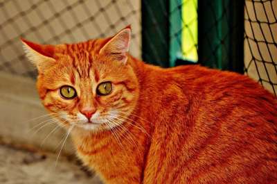 猫 宿醉 红色的 可爱的 鲭鱼 老虎 舒适 动物 家猫 毛皮