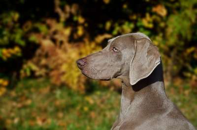 狗 犬只 户外 犬类 动物 宠物 后院