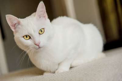 白色的猫 猫 家畜 小猫 家猫 眼睛 关闭 头 肖像 猫脸