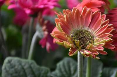 巴伯顿菊花 花 植物 非洲菊 花瓣 盛开 开花 植物群 花园