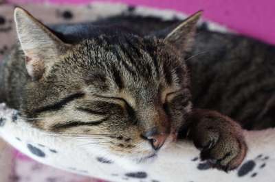 动物 猫 可爱的 哺乳动物 家畜 肖像 毛皮 小猫 眼睛