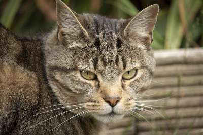 猫 猫科动物 宠物 动物 毛皮 可爱的 肖像 草 老虎 国内的