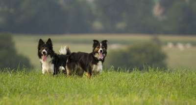 狗 哺乳动物 动物 犬类 边境牧羊犬 牧羊犬