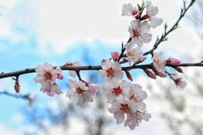 花 春天 春天的花朵 花的 自然 盛开 开花 有天赋的人 夏天